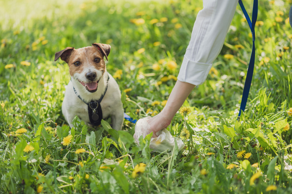 Doggie Poop Etiquette: The Do's and Don'ts of Public Disposal