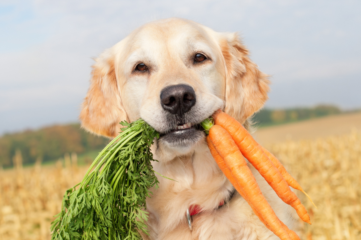 A Carrot a Day Keeps the Vet Away: All About 'Can Dogs Can Eat Carrots?'