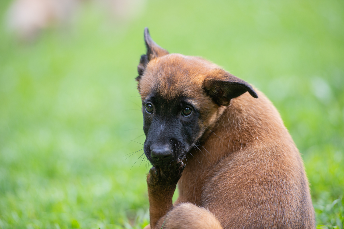 Why Do Dogs Lick Their feet?