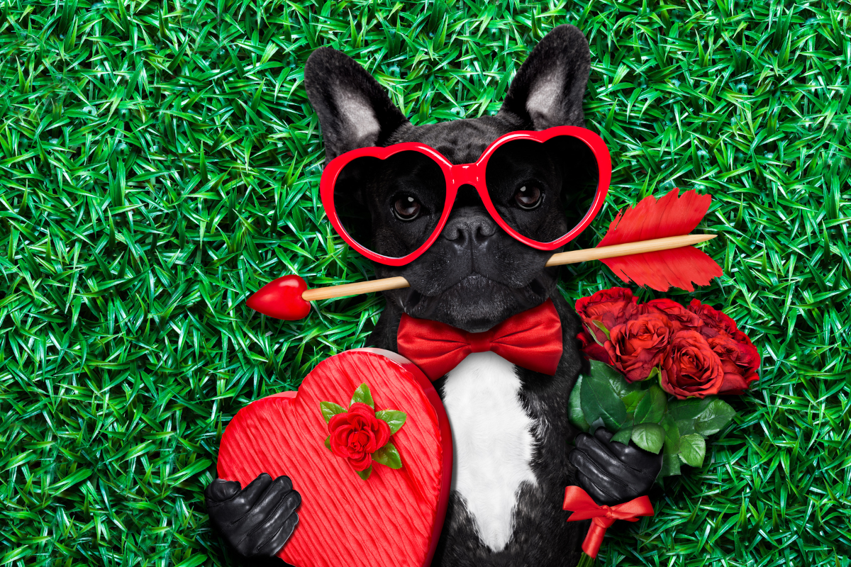 Valentines Special: How To Prepare An Awesome Doggie Day