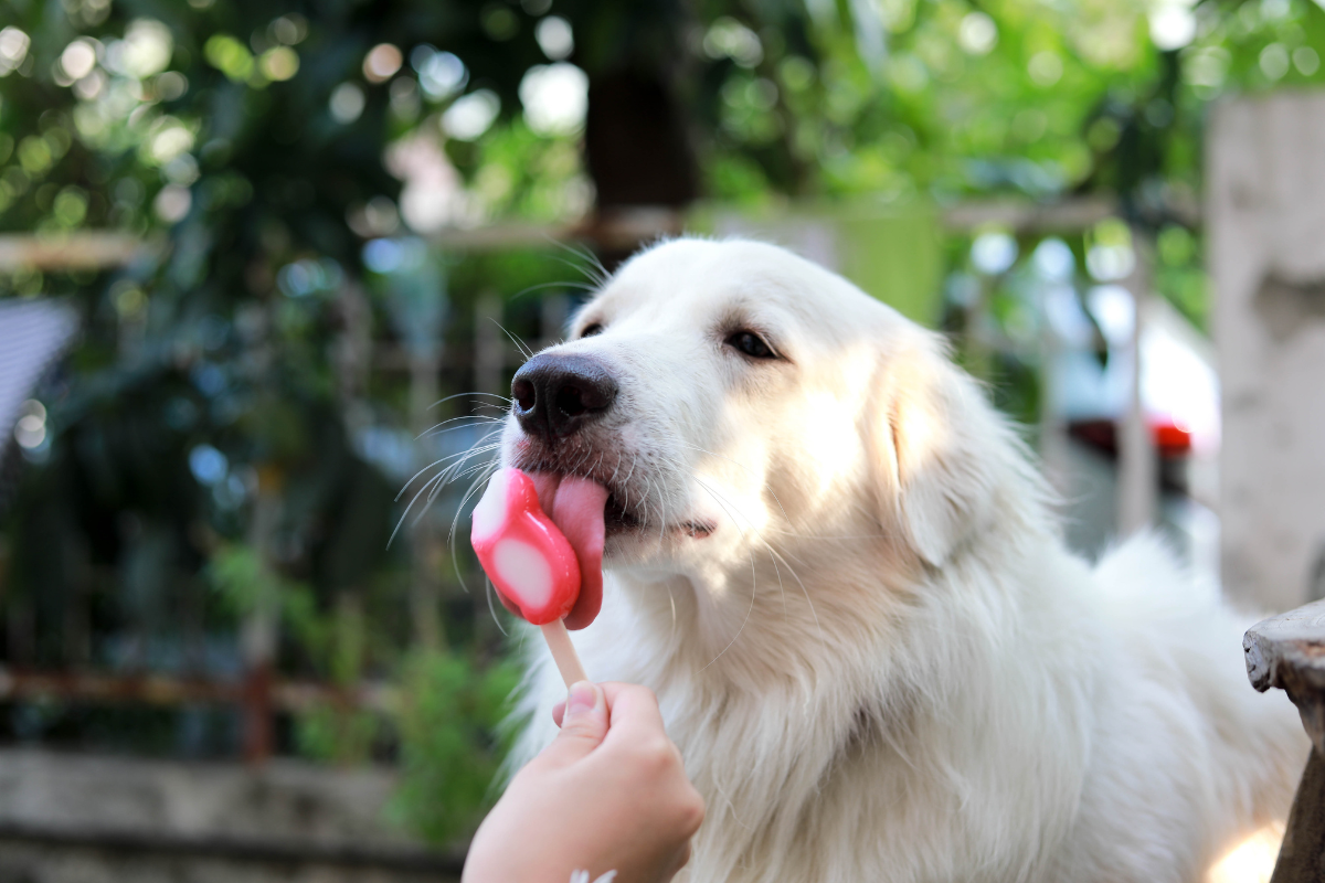 Chillin' with Canines: A Cool and Creamy Dog Ice Cream Recipe