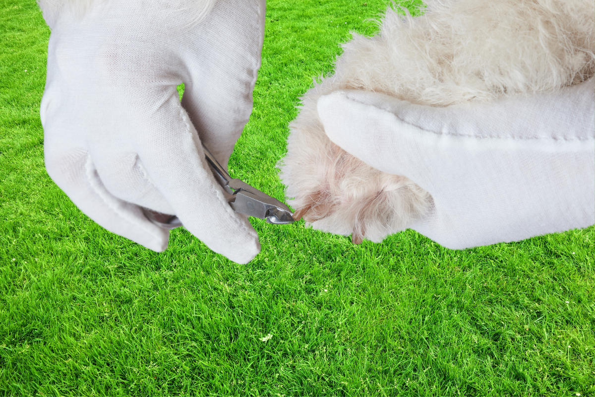 How To Cut Dog Nails Like A Pro