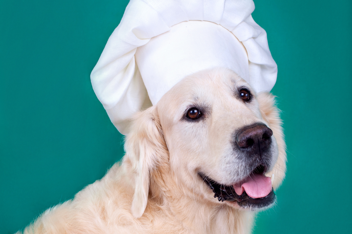 Making Dog Food The Canine Culinary Way