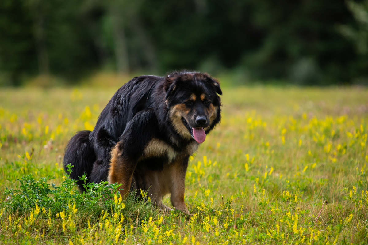 Dog Poop Like Jelly With Blood: What To Do