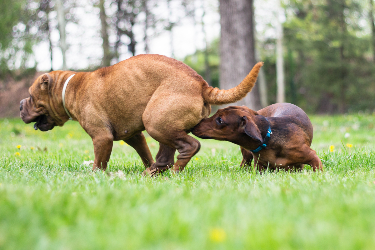 Why Do Dogs Eat Poop: The Final Answer!