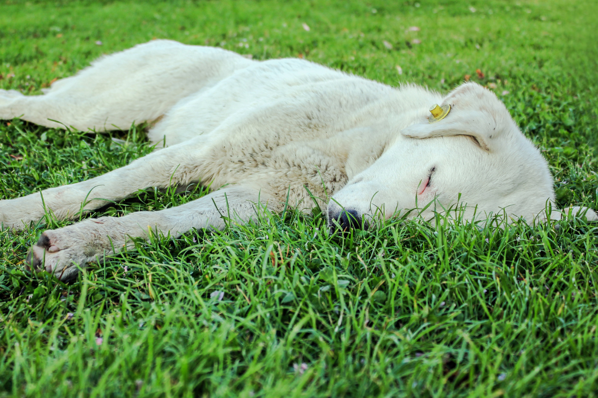 Dog Poops In Sleep: How to Correct This Issue