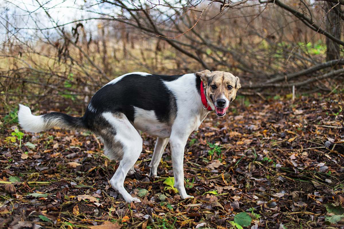 Dog Poop: How Should It Look?