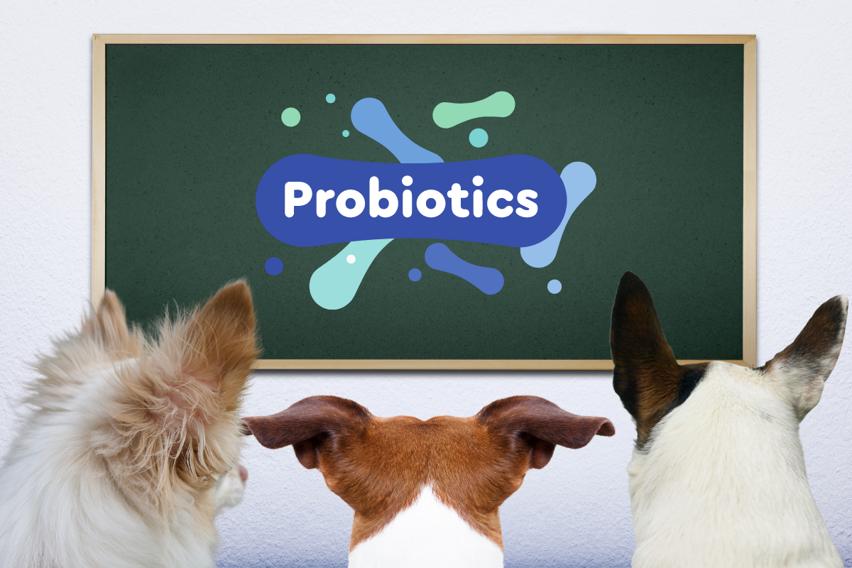 Dog Probiotics: Your Pup's Best Friend for Digestive Health