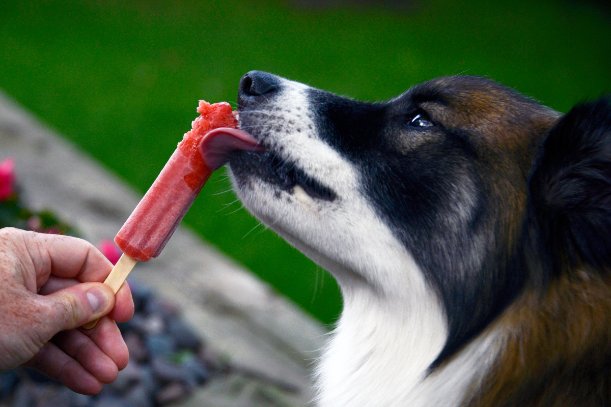 Best Frozen Dog Treat Recipes Step By Step