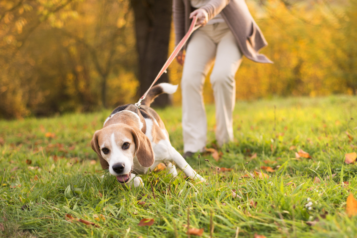 Why Does My Dog Poop In The House After Going Outside?