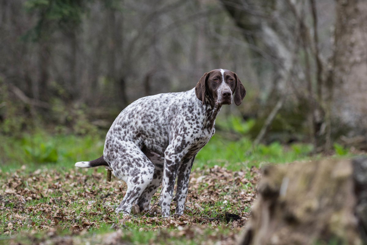 How To Recognize Abnormal Dog Poop