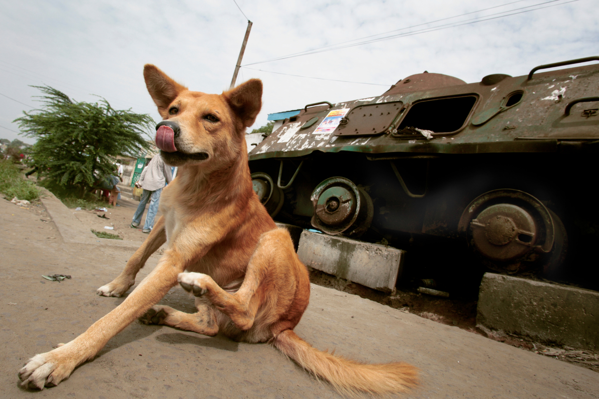 How to help animals in need in Ukraine