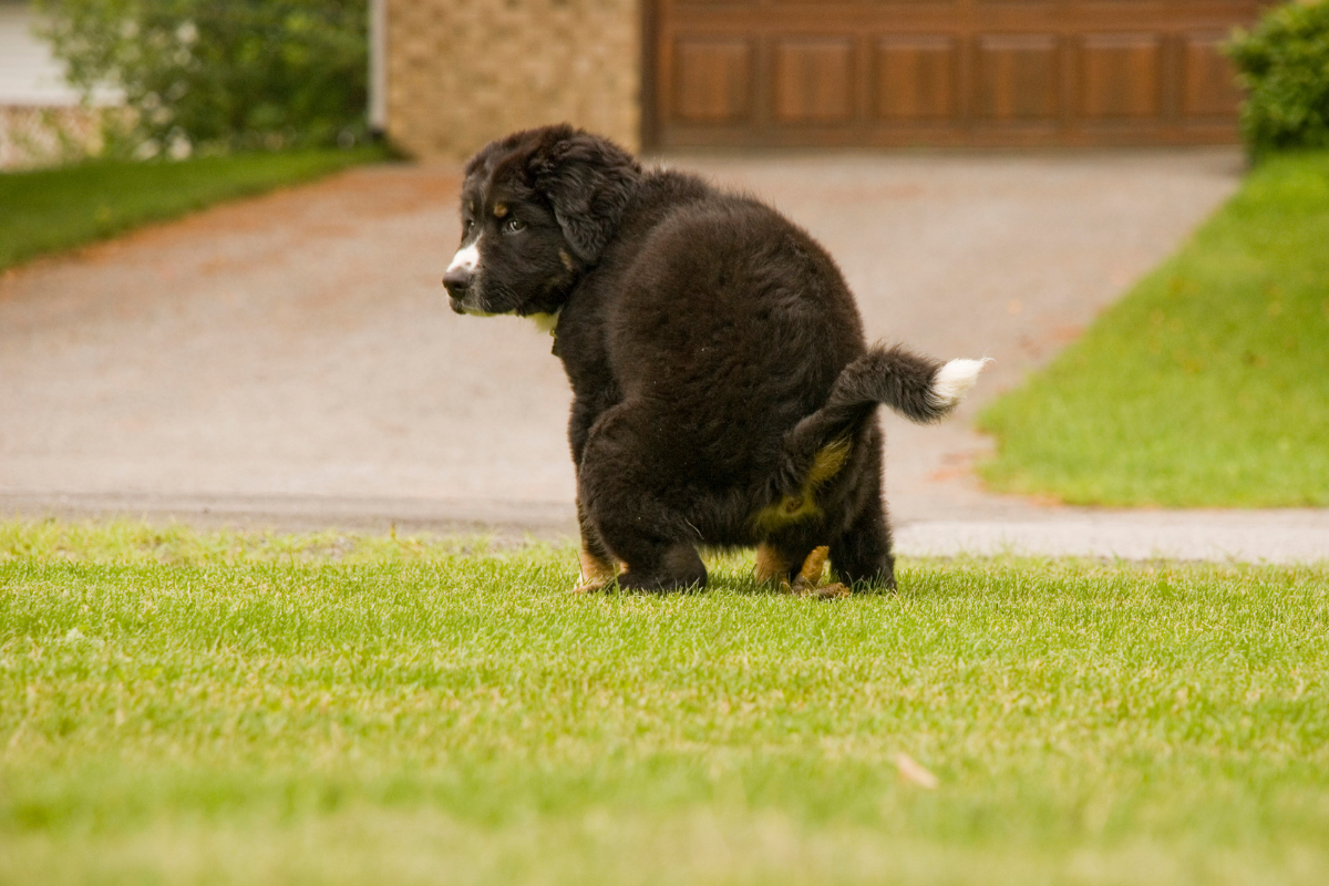 Do newborn puppies poop?