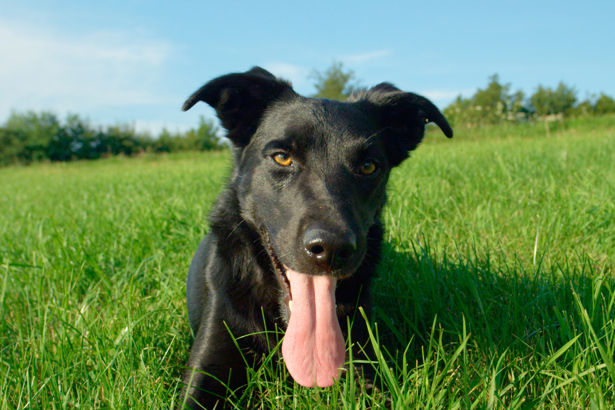 My Dog's Breath Smells Like Fish