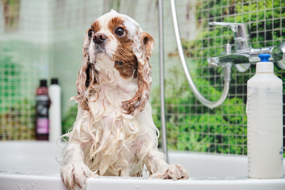 How to bathe a puppy step by step