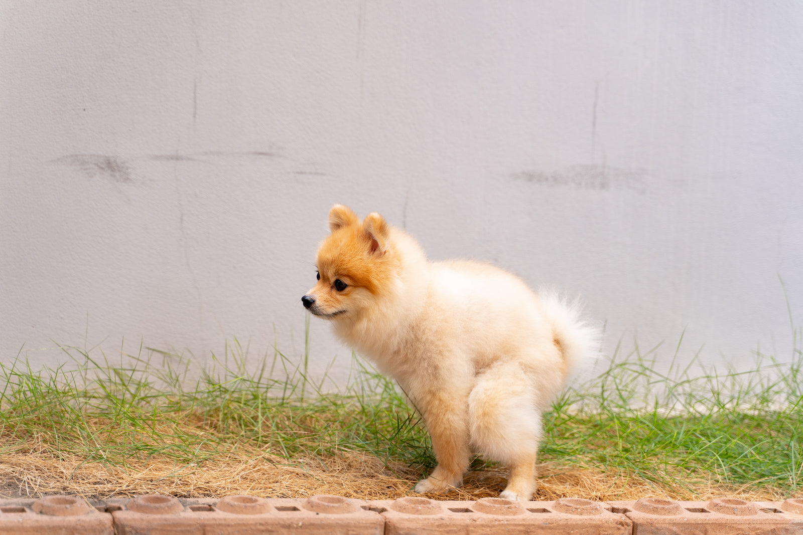 How Long After A Puppy Eats Do They Poop?