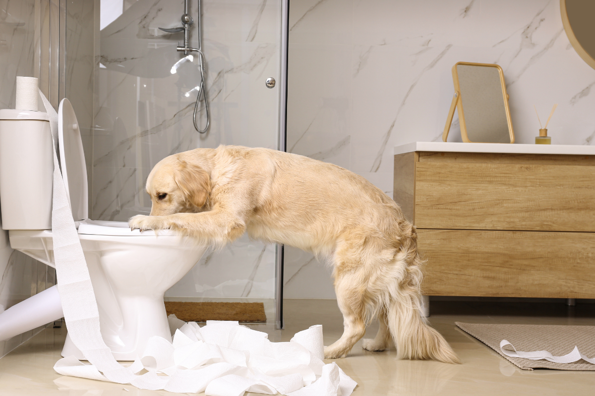 Why Dogs Drink Toilet Water And How To Redirect Them