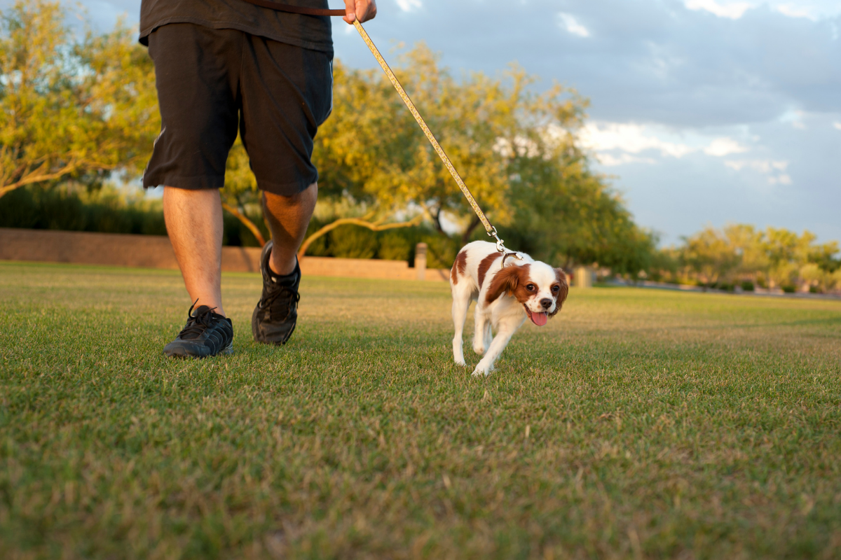 6 tips for dog leash training