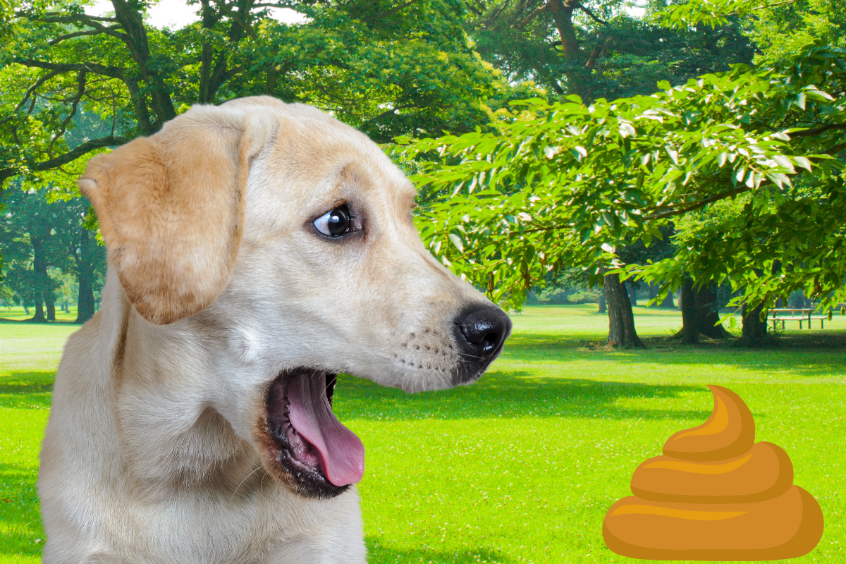 When Your Dog's Poop Turns Rebel: Decoding Orange Dog Stool