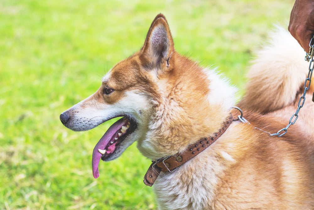 How To Choose A Collar And A Leash For Your Dog?