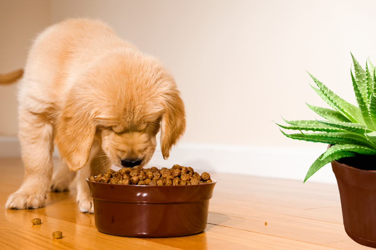 The Art And Science Of Wetting Dog Food: A New Puppy Owner's Odyssey