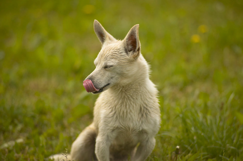 My dog ate another dog's poop